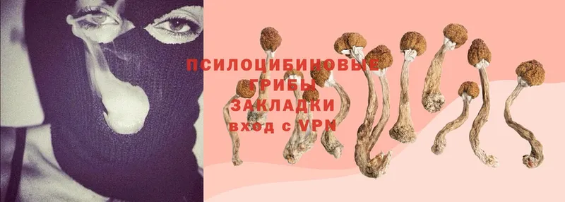 Псилоцибиновые грибы Psilocybine cubensis  купить закладку  Жигулёвск 